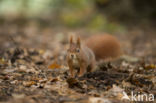 Eekhoorn (Sciurus vulgaris)