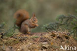 Eekhoorn (Sciurus vulgaris)