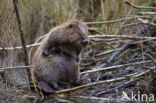 Europese bever (Castor fiber)