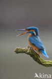 IJsvogel (Alcedo atthis)