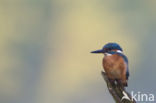 IJsvogel (Alcedo atthis)