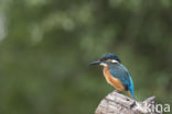 IJsvogel (Alcedo atthis)