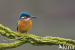 IJsvogel (Alcedo atthis)