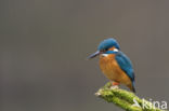 IJsvogel (Alcedo atthis)