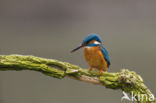 IJsvogel (Alcedo atthis)