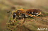 Goudpootzandbij (Andrena chrysosceles)