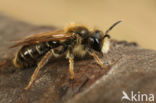 Goudpootzandbij (Andrena chrysosceles)