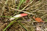 Roze stinkzwam (Mutinus ravenelii)