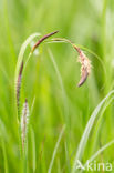 Common Sedge (Carex nigra)