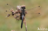 Oostelijke witsnuitlibel (Leucorrhinia albifrons)