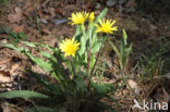 Kleine schorseneer (Scorzonera humilis)