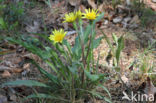 Kleine schorseneer (Scorzonera humilis)