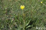 Kleine schorseneer (Scorzonera humilis)