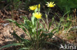 Kleine schorseneer (Scorzonera humilis)