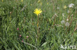 Kleine schorseneer (Scorzonera humilis)