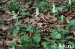 Klein wintergroen (Pyrola minor)