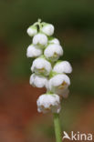 Klein wintergroen (Pyrola minor)