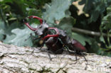 Vliegend hert (Lucanus cervus)