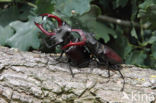 Vliegend hert (Lucanus cervus)