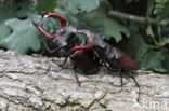 Vliegend hert (Lucanus cervus)