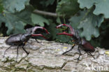 Vliegend hert (Lucanus cervus)