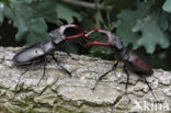 Vliegend hert (Lucanus cervus)