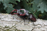 Vliegend hert (Lucanus cervus)