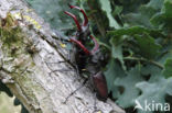 Vliegend hert (Lucanus cervus)