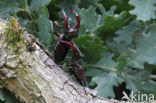 Vliegend hert (Lucanus cervus)