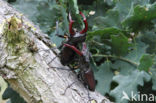 Vliegend hert (Lucanus cervus)