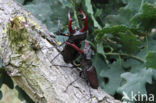 Vliegend hert (Lucanus cervus)