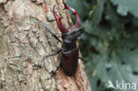 Vliegend hert (Lucanus cervus)