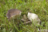 Kortstelige veldridderzwam (Melanoleuca brevipes)