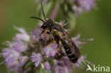 Blokhoofdgroefbij (Halictus maculatus)