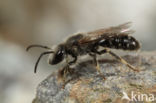 Matte bandgroefbij (Lasioglossum leucozonium)