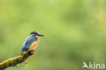 IJsvogel (Alcedo atthis)