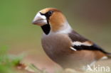 Appelvink (Coccothraustes coccothraustes)