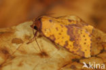 Wilgengouduil (Xanthia togata)