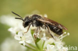 Witkopdwergzandbij (Andrena subopaca)