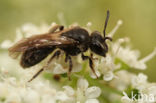 Witkopdwergzandbij (Andrena subopaca)