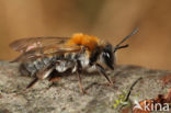 Breedrandzandbij (Andrena synadelpha)