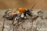 Breedrandzandbij (Andrena synadelpha)