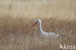 Ooievaar (Ciconia ciconia)