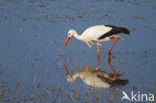 Ooievaar (Ciconia ciconia)