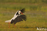 Ooievaar (Ciconia ciconia)