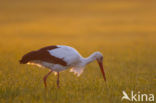 Ooievaar (Ciconia ciconia)