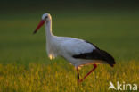 Ooievaar (Ciconia ciconia)