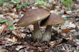 Haagbeukboleet (Leccinum griseum)