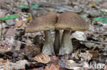 Haagbeukboleet (Leccinum griseum)