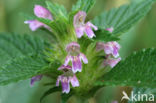 Gespleten hennepnetel (Galeopsis bifida)